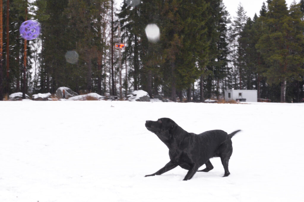 Musta labradorinnoutaja on valmiina hyppäämään kohti violettia palloa joka lentää ilmassa.