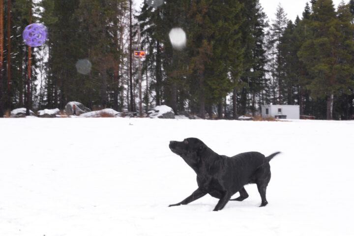 Musta labradorinnoutaja on valmiina hyppäämään kohti violettia palloa joka lentää ilmassa.