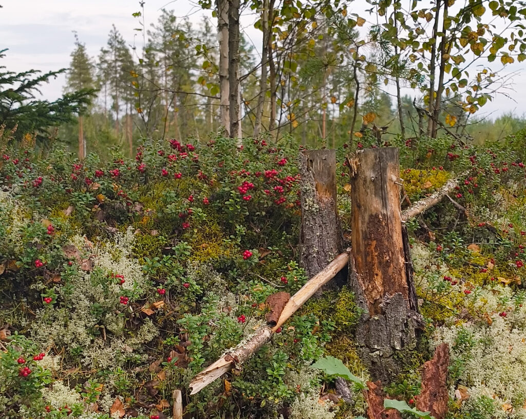 Puolukoita mättäällä.