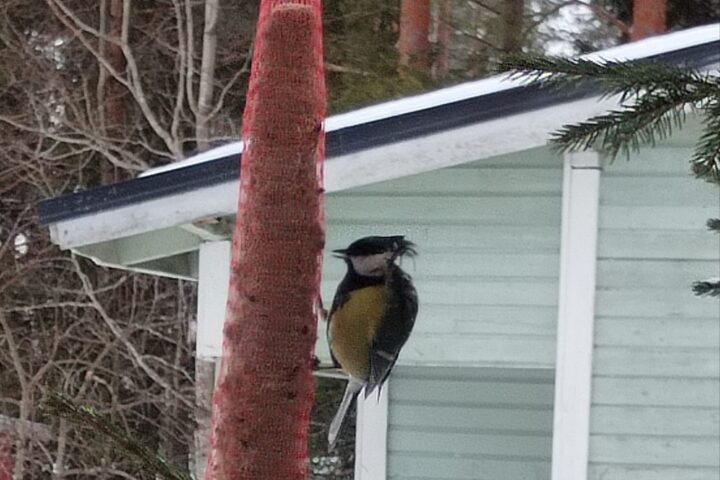 Takkutukkainen talitintti.