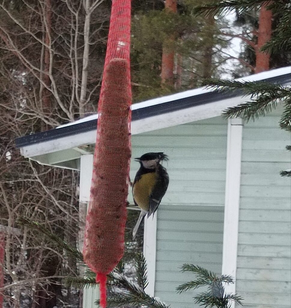 Takkutukkainen talitintti.