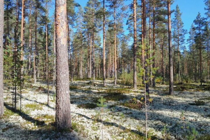 Kuva metsästä. Kuva: Pohjois-Pohjanmaan Ely-keskus/Anna Harjula