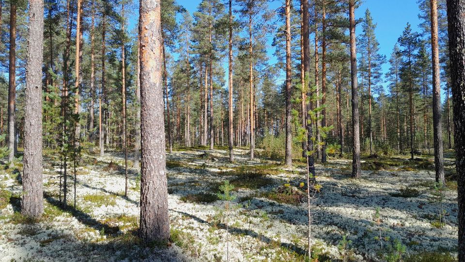 Kuva metsästä. Kuva: Pohjois-Pohjanmaan Ely-keskus/Anna Harjula